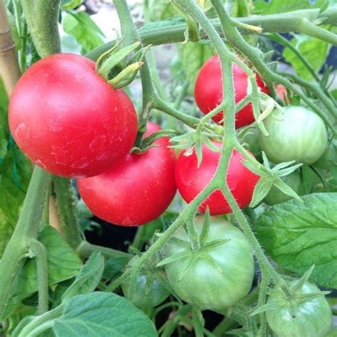 Tomato Mountain Magic: Creating a Sensational Salsa Garden with Tomatoes